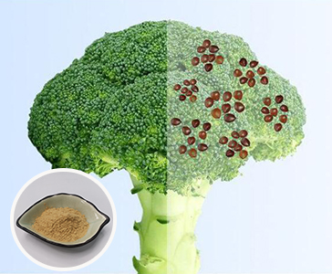 【新品上市】西蘭花籽提取物—蘿卜硫苷（新食品原料）重磅上市！
